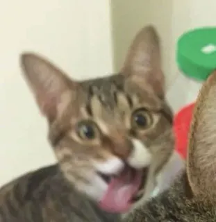 ☹️ 536f0975 gato, animal, mascota, lindo, lengua, mamífero telegram sticker