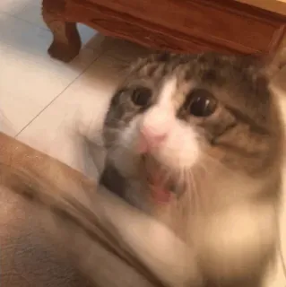 😏 5393cea7 gato, asustado, divertido, meme, animal telegram sticker