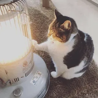 😠 b2465015 gato, calefactor, calidez, mascota, animal, invierno, acogedor, casa telegram sticker