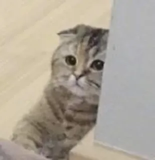 😅 bb01e7f3 gato, scottish fold, animal, lindo, mascota, gatito, gato doméstico, felino telegram sticker