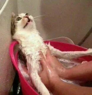 😏 c645e8f8 gato, baño, animal, mascota, lavado, gracioso, gato doméstico telegram sticker