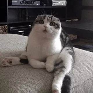 🙁 d51abbd5 gato, animal, mascota, gracioso, lindo, sentado telegram sticker