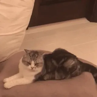 🙁 ee08fdb3 gato, animal, mascota, lindo, felino, doméstico telegram sticker