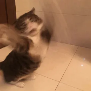 😏 fef34fdc gato, animal, gatito, mascota, juguetón telegram sticker