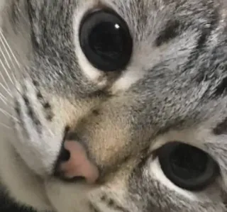 🌟 022825c5 cat, pet, animal, cute, domestic cat, close up, face whatsapp sticker