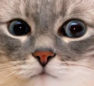 🌟 0452ff8b cat, animal, pet, cute, feline, domestic cat, blue eyes, kitten whatsapp sticker