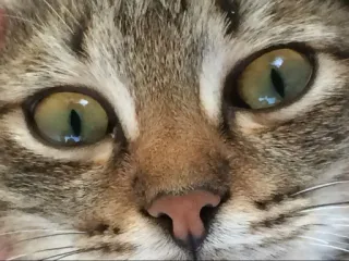 🌟 05775816 cat, animal, pet, tabby, domestic cat, feline whatsapp sticker