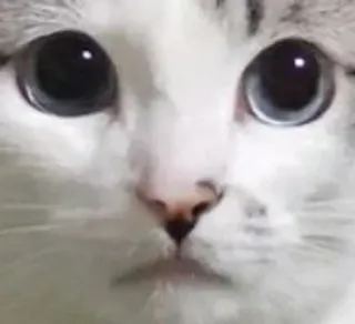 🌟 14126447 cat, kitten, cute, animal, pet, face, eyes, adorable whatsapp sticker