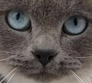 🌟 1b613277 cat, animal, pet, eyes, blue, gray whatsapp sticker