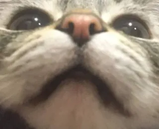 🌟 1b90125b cat, animal, pet, close-up, face, feline whatsapp sticker