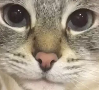 🌟 254fbafa cat, animal, pet, domestic animal, mammal, feline whatsapp sticker