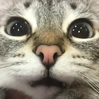 🌟 2706d4b4 cat, animal, pet, cute, domestic, feline whatsapp sticker