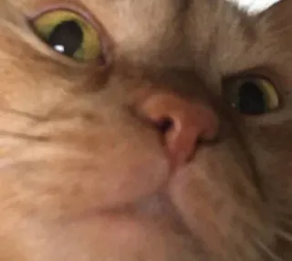 🌟 2c1225fa cat, animal, pet, mammal, ginger cat, close-up, domestic animal whatsapp sticker