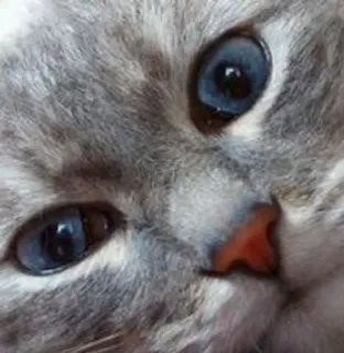 🌟 330c15ce cat, pet, animal, gray cat, close up, blue eyes whatsapp sticker