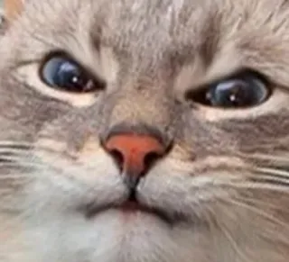 🌟 353d0663 cat, animal, meme, funny, pet whatsapp sticker