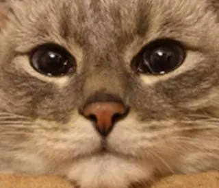 🌟 3c02a627 cat, animal, pet, domestic animal, mammal, feline whatsapp sticker