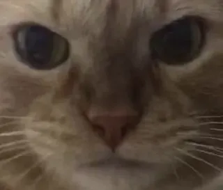 🌟 3dedeeb6 cat, pet, animal, feline, domestic cat whatsapp sticker