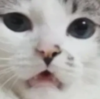 🌟 3ec4ebbf cat, animal, pet, cute, mammal whatsapp sticker