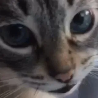 🌟 433f5634 cat, animal, pet, mammal, feline, domestic cat whatsapp sticker