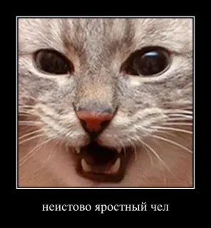 🌟 463b9244 неистово яростный чел cat, meme, angry, funny, animal whatsapp sticker