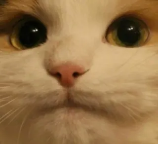 🌟 46731e1b cat, animal, pet, domestic animal, mammal whatsapp sticker