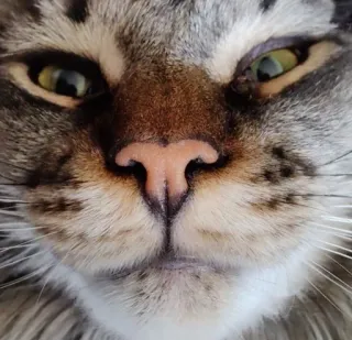 🦆 48cfbf4d cat, animal, pet, domestic animal, domestic cat, face, close-up whatsapp sticker