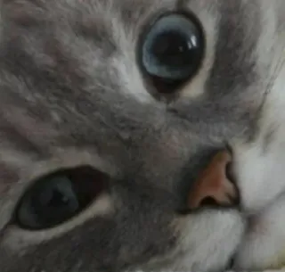 🌟 4e575627 cat, animal, pet, cute, domestic, feline whatsapp sticker