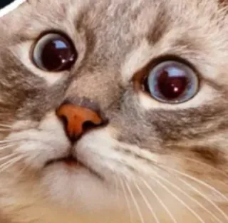 🌟 567ebda2 cat, animal, pet, cute, meme, funny whatsapp sticker