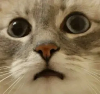 🌟 57eb8a0b cat, animal, pet, cute, face whatsapp sticker