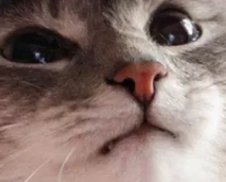 🌟 5c533a5d cat, animal, pet, face, closeup, domestic animal whatsapp sticker