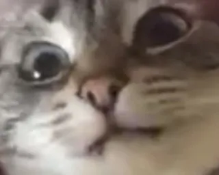 🌟 5ce5ca45 cat, animal, meme, funny, pet, cute whatsapp sticker