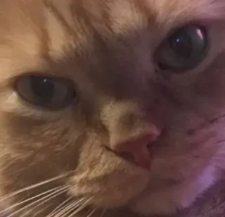 🌟 60c8a823 cat, pet, animal, domestic, ginger, feline whatsapp sticker