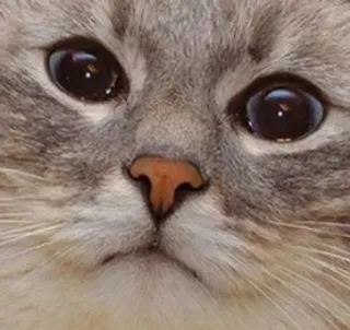 🌟 60dbd6a0 cat, kitten, animal, pet, cute, eyes, face, close-up whatsapp sticker