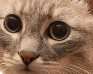 🌟 61331a89 cat, animal, pet, cute, eyes, kitten, domestic animal whatsapp sticker