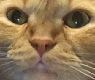 🌟 699e2e75 cat, animal, orange tabby, pet, domestic cat, eyes whatsapp sticker