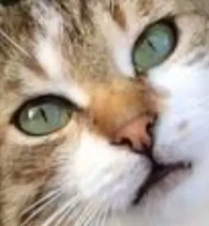 🌟 6c2c87fe cat, pet, animal, feline, domestic cat, mammal whatsapp sticker