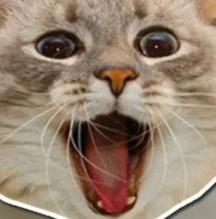 🌟 6e9c885d cat, shocked, open mouth, surprised, animal whatsapp sticker