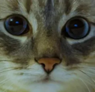 🌟 6ffa433e cat, animal, pet, cute, eyes, face, domestic, feline whatsapp sticker