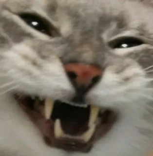 🌟 716002bc cat, angry, animal, pet, domestic cat, meme whatsapp sticker