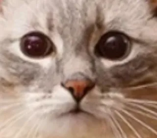 🌟 719042d9 cat, animal, pet, mammal, domestic cat, feline whatsapp sticker