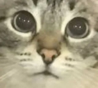 🌟 7e13b9a4 cat, animal, pet, cute, funny, meme, eyes whatsapp sticker