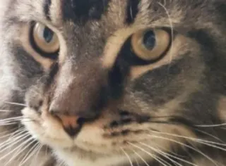 🌟 873cd292 cat, animal, pet, mammal, feline, domestic animal whatsapp sticker