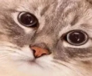 🌟 8dc47a96 cat, animal, pet, mammal, cute, domestic cat whatsapp sticker