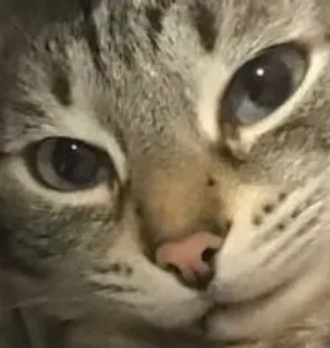 🌟 98da0c92 cat, animal, pet, feline, domestic cat, mammal, cute whatsapp sticker