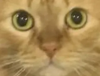 🌟 9c255dde cat, animal, pet, mammal, feline, domestic animal, orange cat, close-up whatsapp sticker