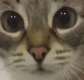 🌟 a5b0055c cat, animal, pet, kitten, cute, domestic cat, feline whatsapp sticker