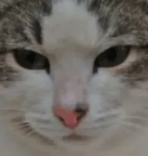 🌟 b0389e77 cat, animal, pet, domestic cat, feline, cute whatsapp sticker