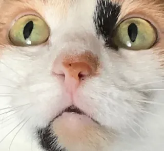 🌟 b8b7304d cat, animal, pet, close-up, face, eyes, cute whatsapp sticker