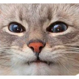 🐈 b9546170 cat, animal, pet, meme, face whatsapp sticker