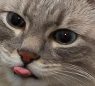 🌟 bab05927 cat, animal, pet, tongue, cute, meme, funny, kitten whatsapp sticker